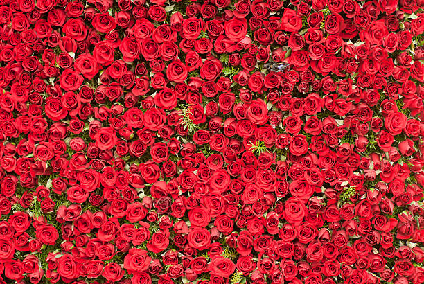 Rose Flowers Wall